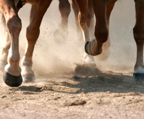 Hoof Dust